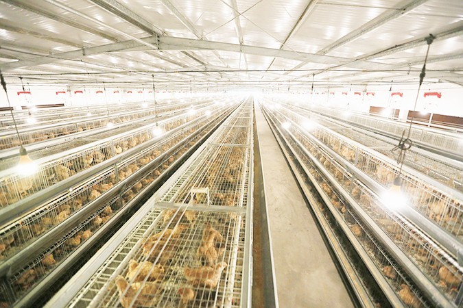 如何選擇一家優(yōu)質(zhì)的港式燒臘批發(fā)廠家？