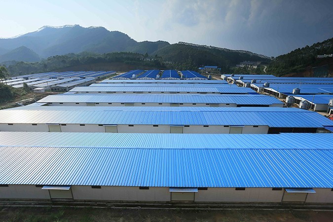 乳鴿食材批發(fā)廠家哪家好 ？ 